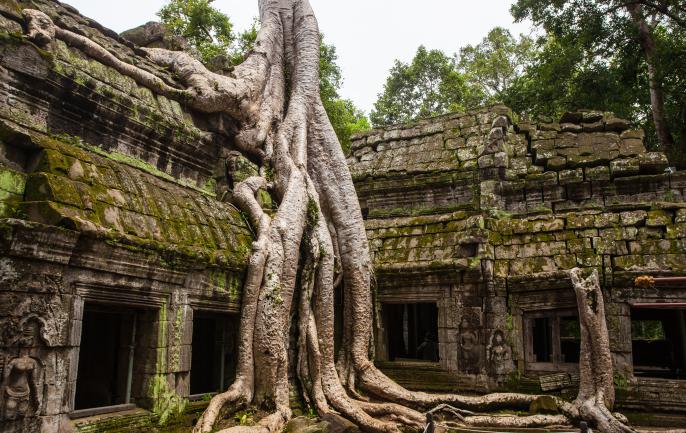 Raíz de arbol en templo de Angkor