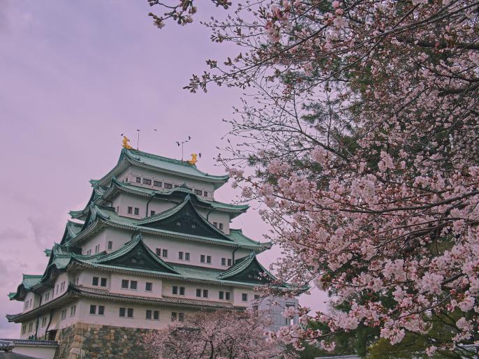 Castillo de Nagoya con flores de cerezo japonés